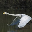 Cygnus cygnus